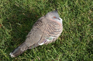 Crested pigeon